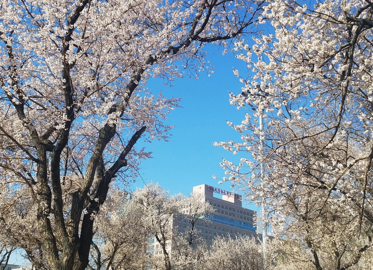 新民校区春景